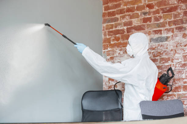Best Attic Mold Removal  in Heathrow, FL